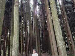 -武陵山森林公园