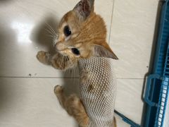 -乐琪宠物医院·犬猫专科·骨外科·急重症