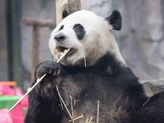 -栾川竹海野生动物园