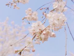 -顾村公园