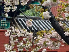 -洛阳白马寺