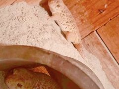 -上海大自然野生昆虫馆(东方明珠·爬宠昆虫探索中心)