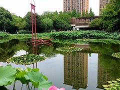 -陈家山荷花公园