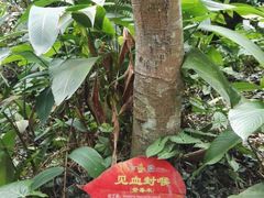 -呀诺达热带雨林