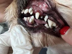 -宠福鑫康馨动物医院·骨科·眼科