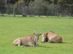 -威勒比开放式动物园