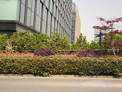 -紫荆广场·花漫里