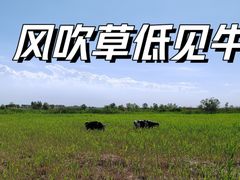 -哈素海