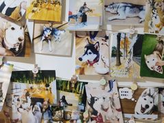 -Husky Go! 哈士奇体验馆·宠物咖啡厅狗咖