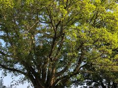 -刘氏方酥锅盔(古城总店)