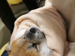 -逗柴咖啡屋·狗咖猫咖宠物桌游