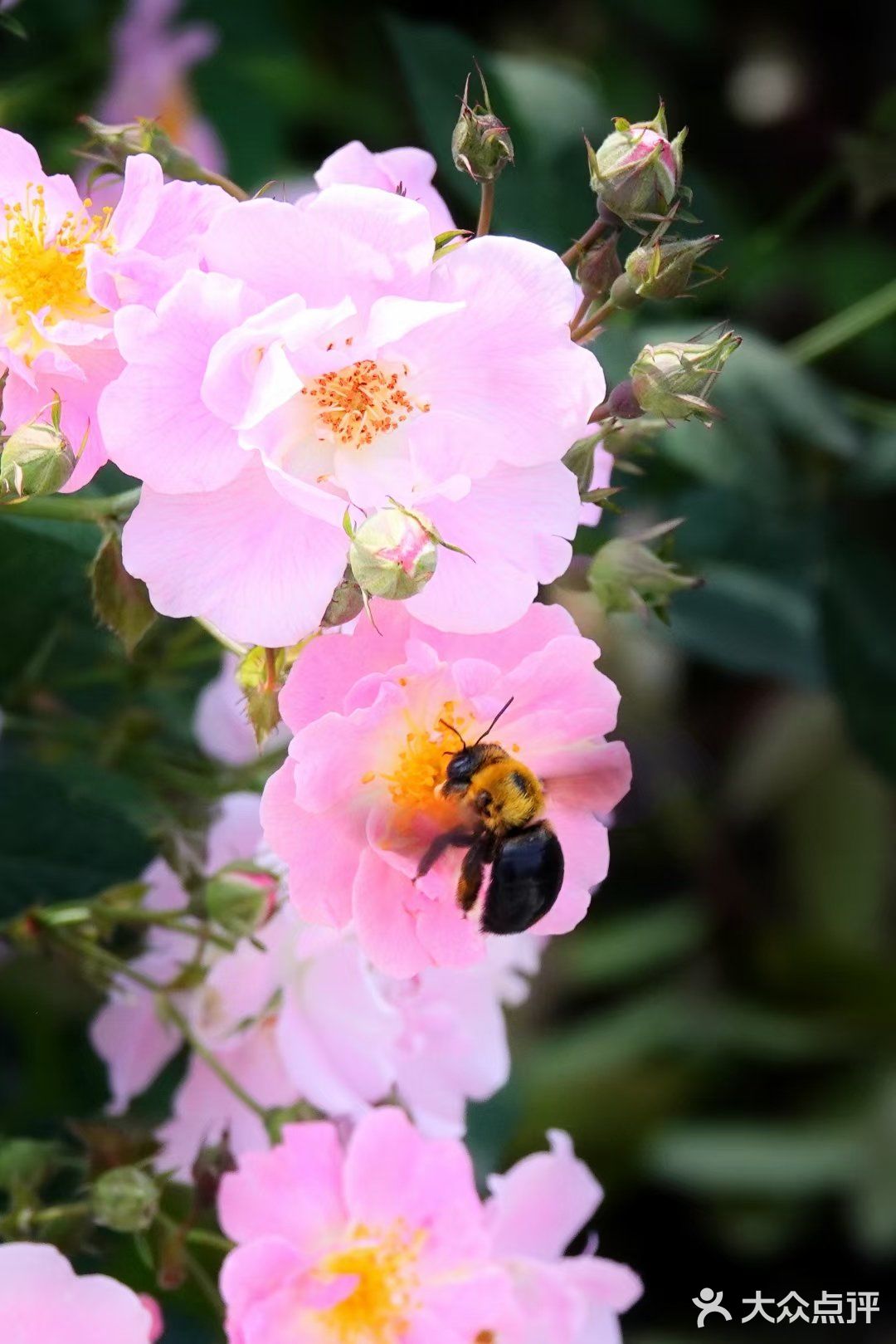 樱花谢了，看啥呢？这里的月季绝绝子
