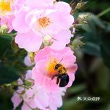 樱花谢了，看啥呢？这里的月季绝绝子