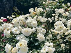 -人民公园(罗湖区)