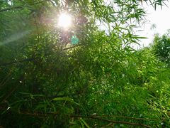 -扬美古镇景区