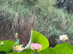 -北京动物园-畅观楼