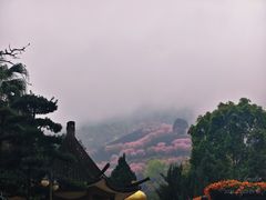 -灵光寺
