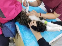 -美联众合爱康动物医院•复杂内科•肿瘤科•牙科•腔镜诊疗中心