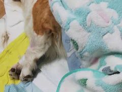 -A猫a狗全科·犬猫异宠·芥西宠物医院(南开总院)