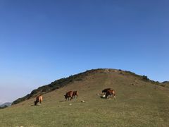 -大姆山草场