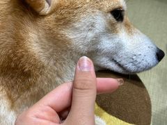 -逗柴咖啡屋·狗咖猫咖宠物桌游