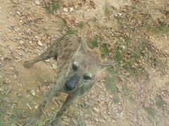 -泉州海丝野生动物世界