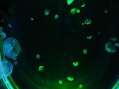 -暹罗海洋世界