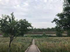 -洨河生态公园