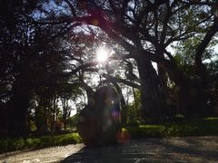 -瑞丽独树成林风景区