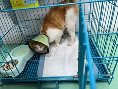 -瑞派宠物医院(搏威敦和院)