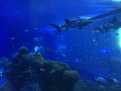 -成都浩海立方海洋公园