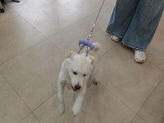 -艾贝尔宠物医院·狂犬免疫点(江山金象城店)