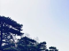 -古来思鱼饼