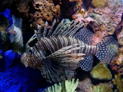 -上海海洋水族馆