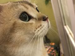 -猫色咖啡·猫咖