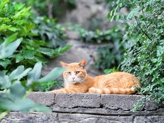 -宫事颐庭·老佛爷贵寿下午茶(颐和园店)