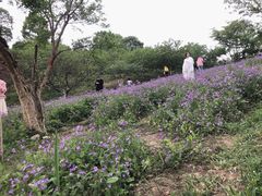 -秀丽东方