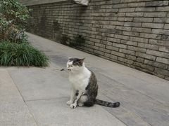 -西安大兴善寺