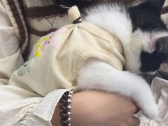-瑞派康怡24h宠物医院·犬猫医疗中心·微创绝育(瑞景分院)