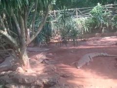 -海南热带野生动植物园