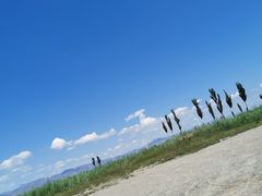 -哈素海