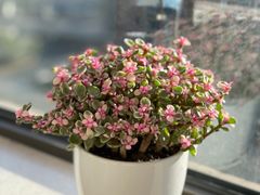 -双季花艺园艺市场(浦东店)