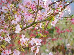 -天适樱花悠乐园