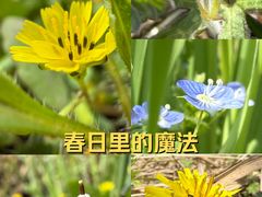 -金卉庄园