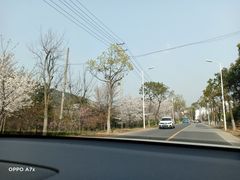 -香雪海