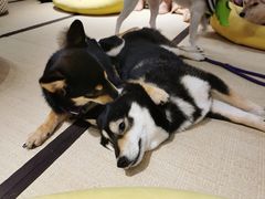 -逗柴咖啡屋·狗咖猫咖宠物桌游