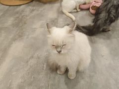 -楼上猫咖(罗湖店)