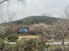 -香雪海