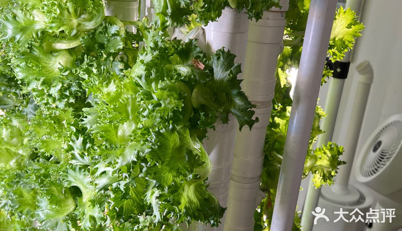 这家店用的是自己种的菜