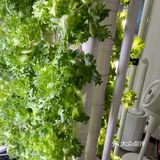 这家店用的是自己种的菜